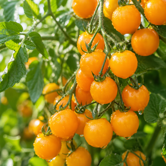 Tomato Sungold F1