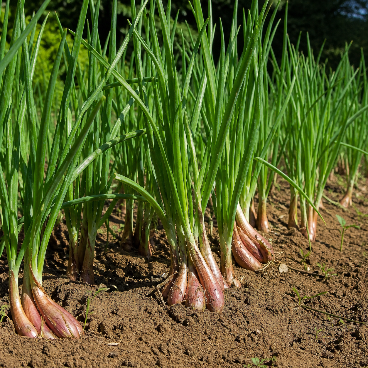 Shallot Zebrune