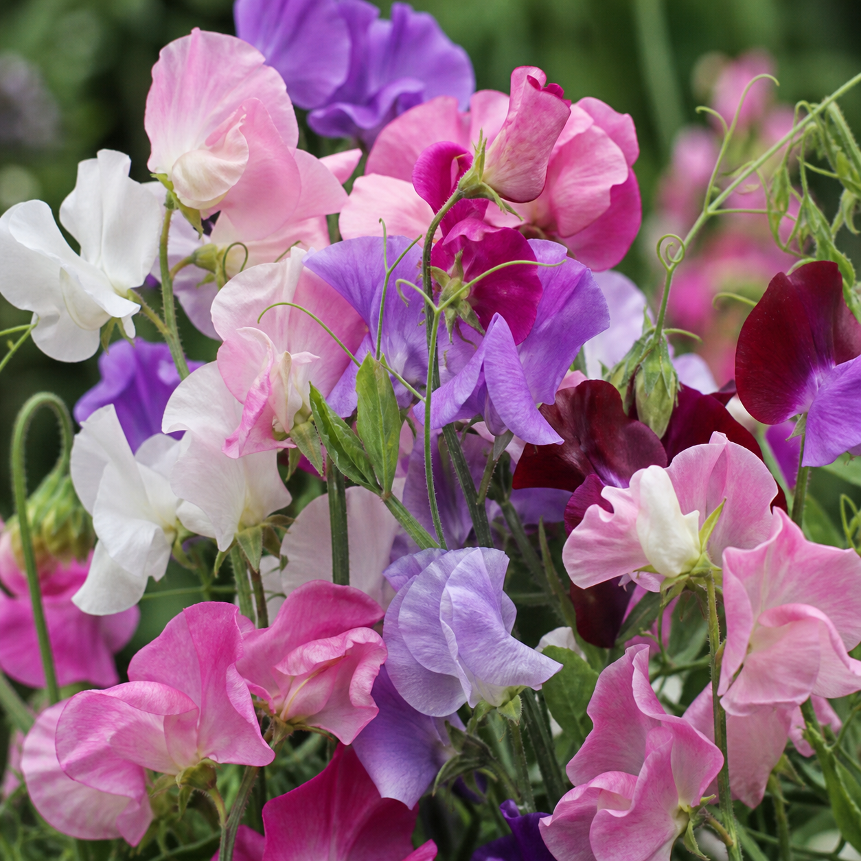 Sweet Pea Heaven Scent Mix