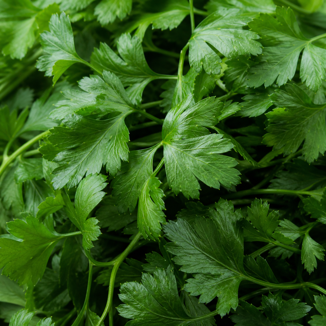 PARSLEY PLAIN LEAVED (FRENCH)