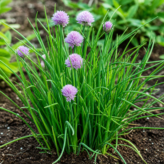 Herb Chives Cipollina