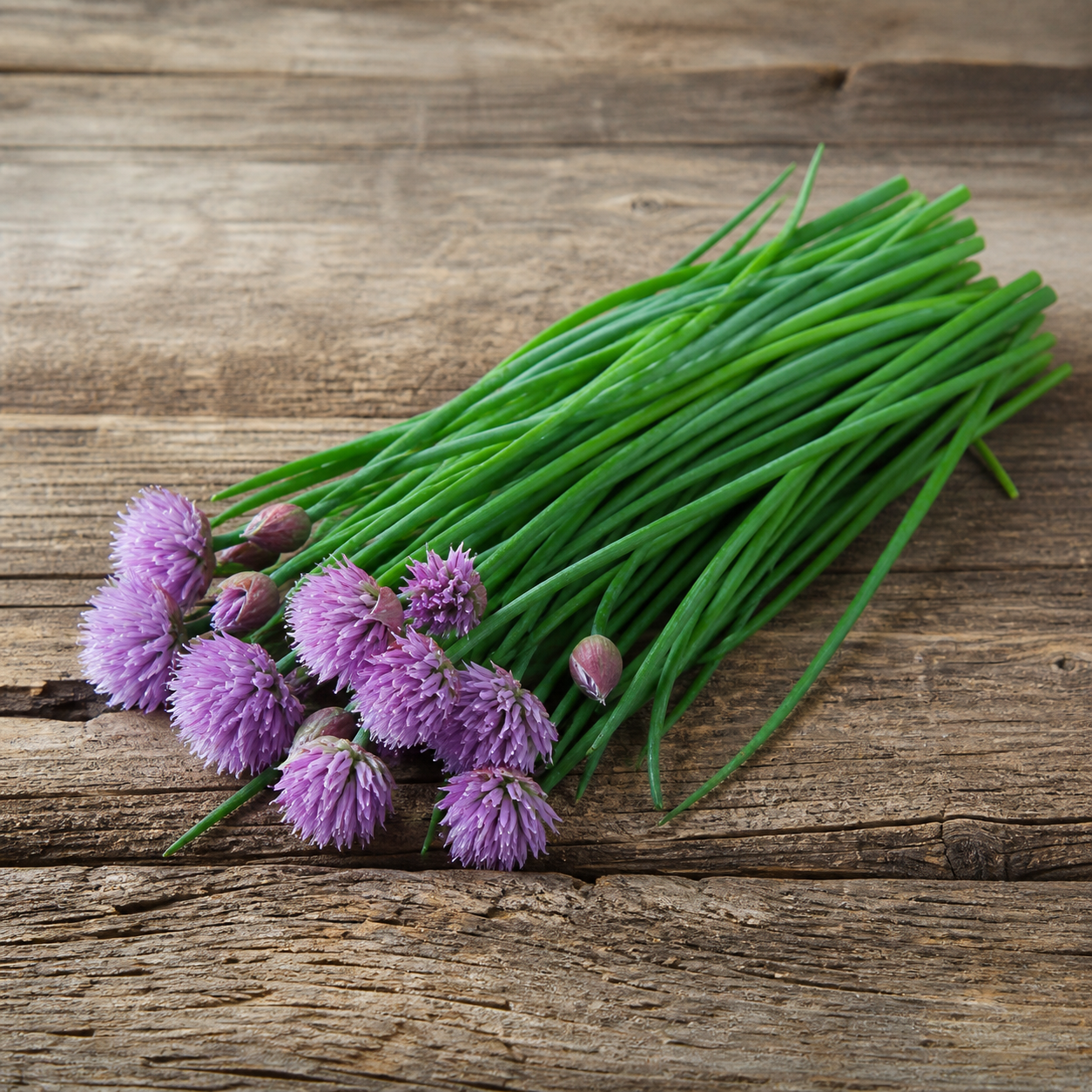 Herb Chives Cipollina