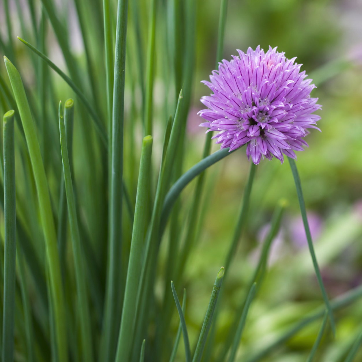 Herb Chives Cipollina