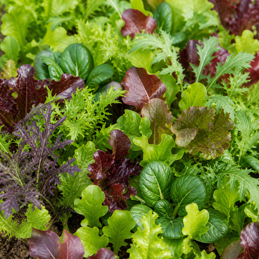 Lettuce Mixed Leaf Mesclun Mix